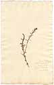 Cytisus glaber L., framsida