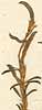 Cytisus glaber L., frukter x8