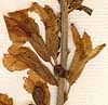 Cytisus hirsutus L., blommor x8