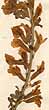 Cytisus hirsutus L., blomställning x4