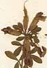 Cytisus supinus L., inflorescens x8