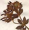 Cytisus supinus L., blomställning x8