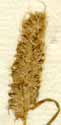 Dactylis ciliaris Thunb., ax x8