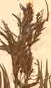 Datis cannabina L., blomställning x8