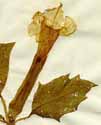 Datura stramonium L., flower x2