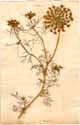 Daucus gingidium L., framsida