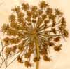 Daucus gingidium L., blomställning x3