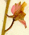 Delphinium ajacis L., blomställning x8