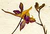 Delphinium consolida L., inflorescens x5