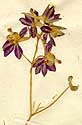 Delphinium consolida L., blomställning x8