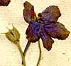 Delphinium grandiflorum L., inflorescens x8