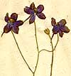Delphinium grandiflorum L., inflorescens x8