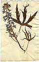 Delphinium hybridum L., framsida