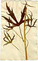 Delphinium hybridum L., front