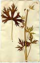 Delphinium hybridum L., framsida
