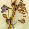 Delphinium hybridum L., blomställning x8