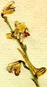 Delphinium peregrinum L., blomställning x8