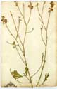 Delphinium peregrinum L., framsida