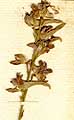 Delphinium peregrinum L., blomställning x5