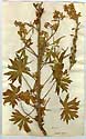 Delphinium staphisagria L., framsida