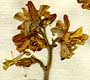 Delphinium staphisagria L., inflorescens x7
