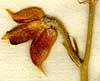 Delphinium staphisagria L., fruit x8