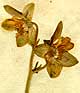 Delphinium staphisagria L., inflorescens x5