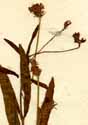 Dianthera americana L., närbild x3