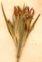 Dianthus armeria L., inflorescens x8