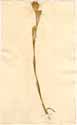 Dianthus armeria L., framsida