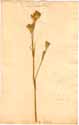 Dianthus armeria L., front