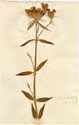 Dianthus barbatus L., framsida