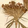 Dianthus barbatus L., inflorescens x4