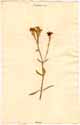 Dianthus chinensis L., framsida