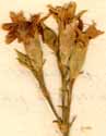 Dianthus chinensis L., blomställning x8