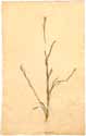Dianthus diminutus L., framsida