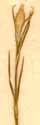 Dianthus diminutus L., flower x8
