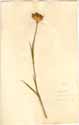 Dianthus ferrugineus L., framsida