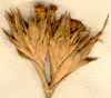 Dianthus ferrugineus L., blomställning x6