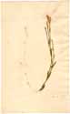 Dianthus glaucus L., framsida