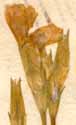 Dianthus glaucus L., blomma x8