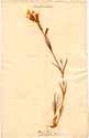 Dianthus plumarius L., framsida