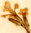 Dianthus plumarius L., inflorescens x6