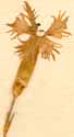 Dianthus plumarius L., blomma x6