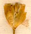Dianthus prolifer L., inflorescens x8