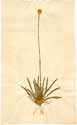 Dianthus prolifer L., front