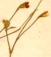Dianthus saxifragus L., blomställning x8