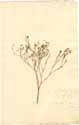 Dianthus saxifragus L., front