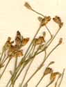 Dianthus saxifragus L., inflorescens x8