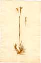 Dianthus virgineus L., framsida